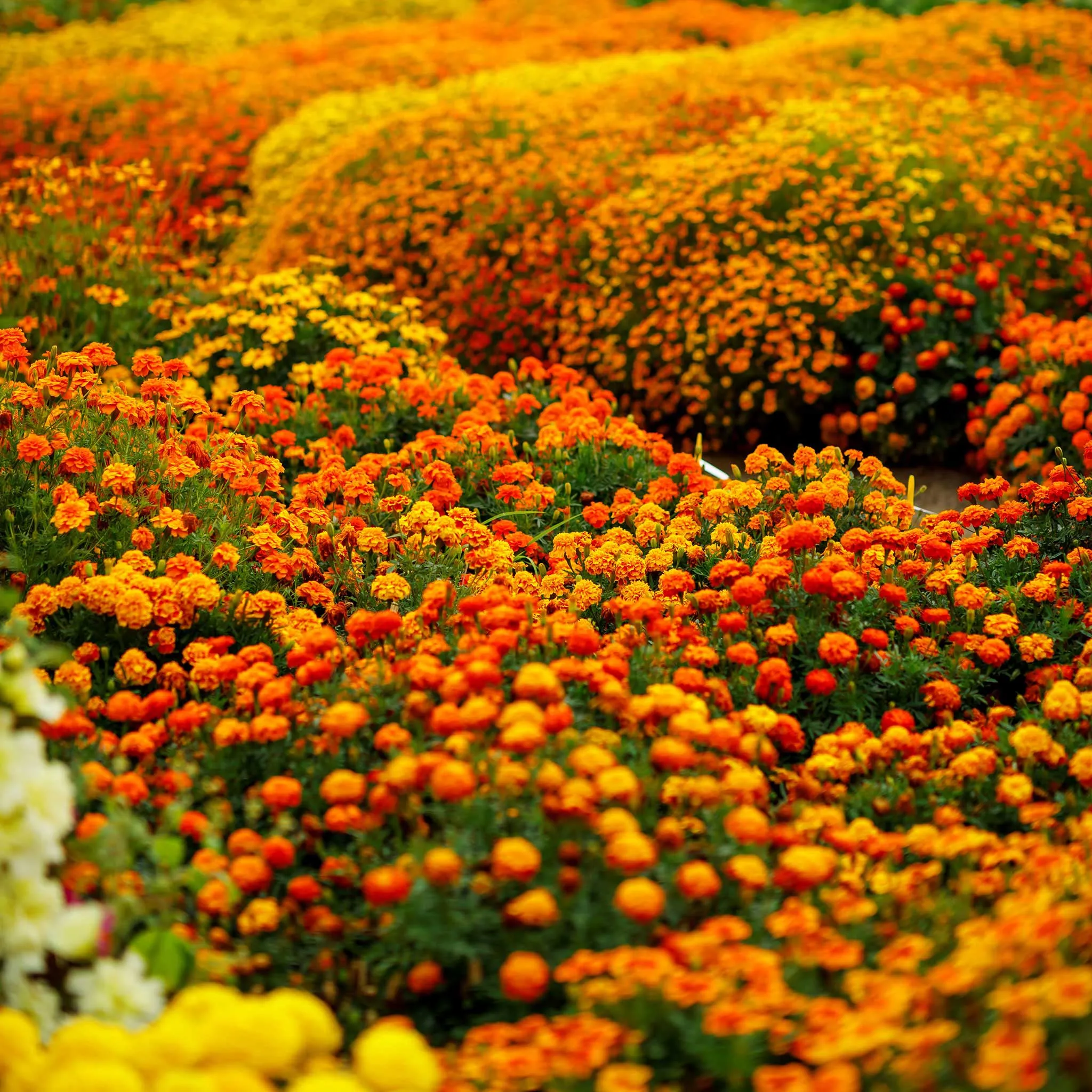 French Marigold Seeds - Sparky Mix